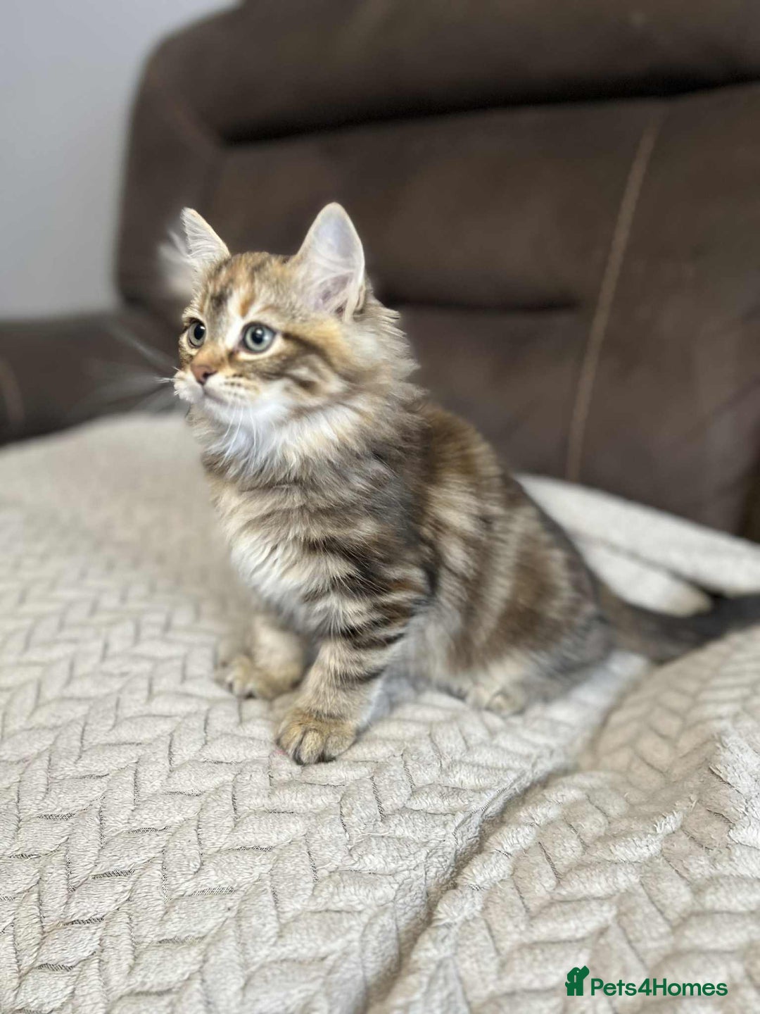Siberian cats for sale: Purebred- Hypoallergenic Siberian Kittens - Image 34