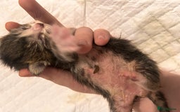 Mixed Breed cats for sale: Ragdoll x DSH Calico kittens - Image 10