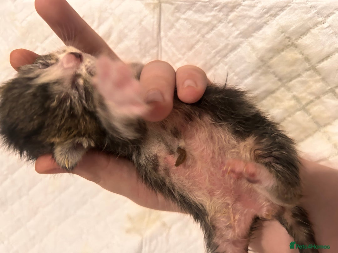 Mixed Breed cats for sale: Ragdoll x DSH Calico kittens - Image 10