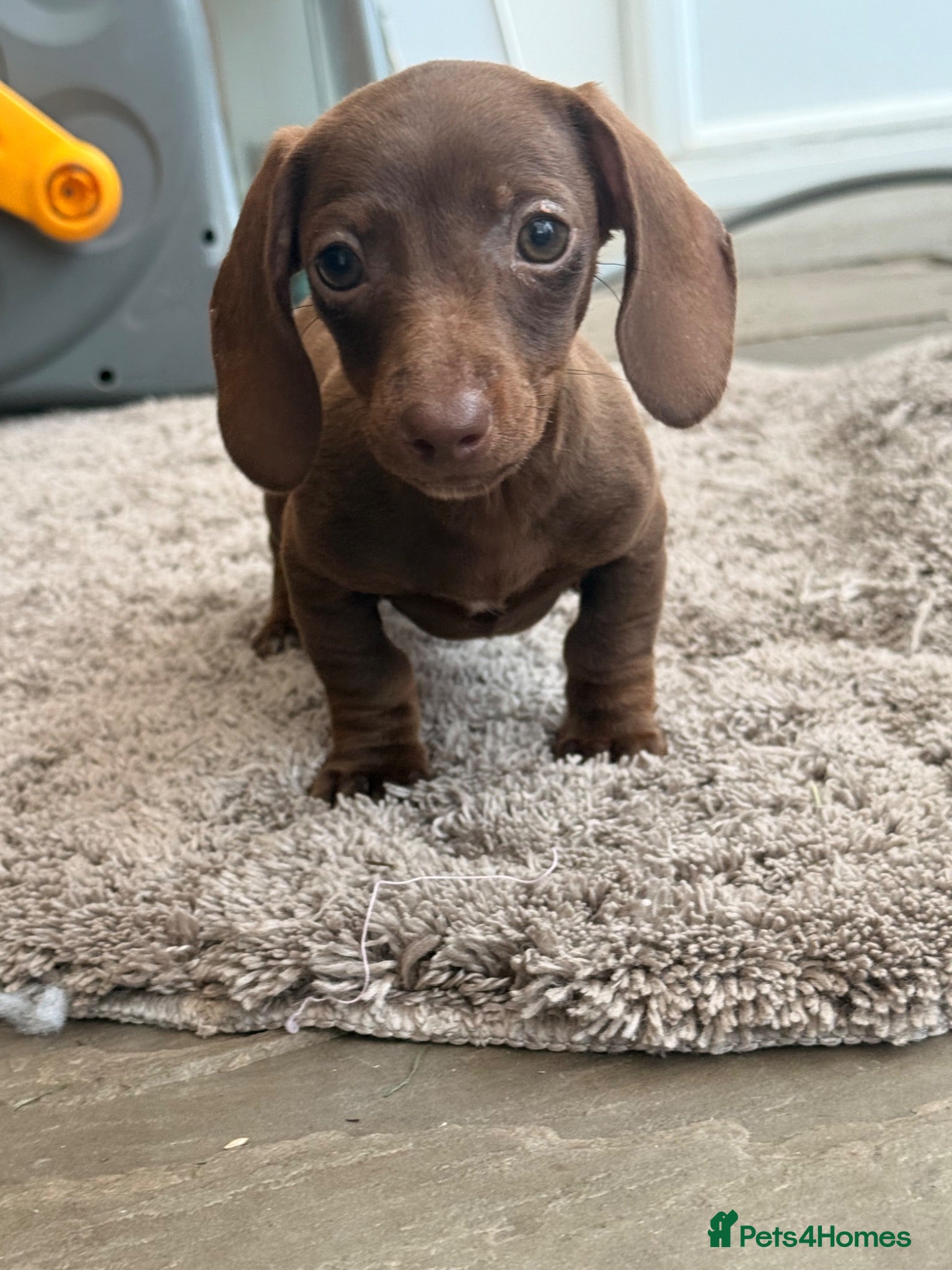 Dachshund dogs Solid chocolate bitch  - Advert 3