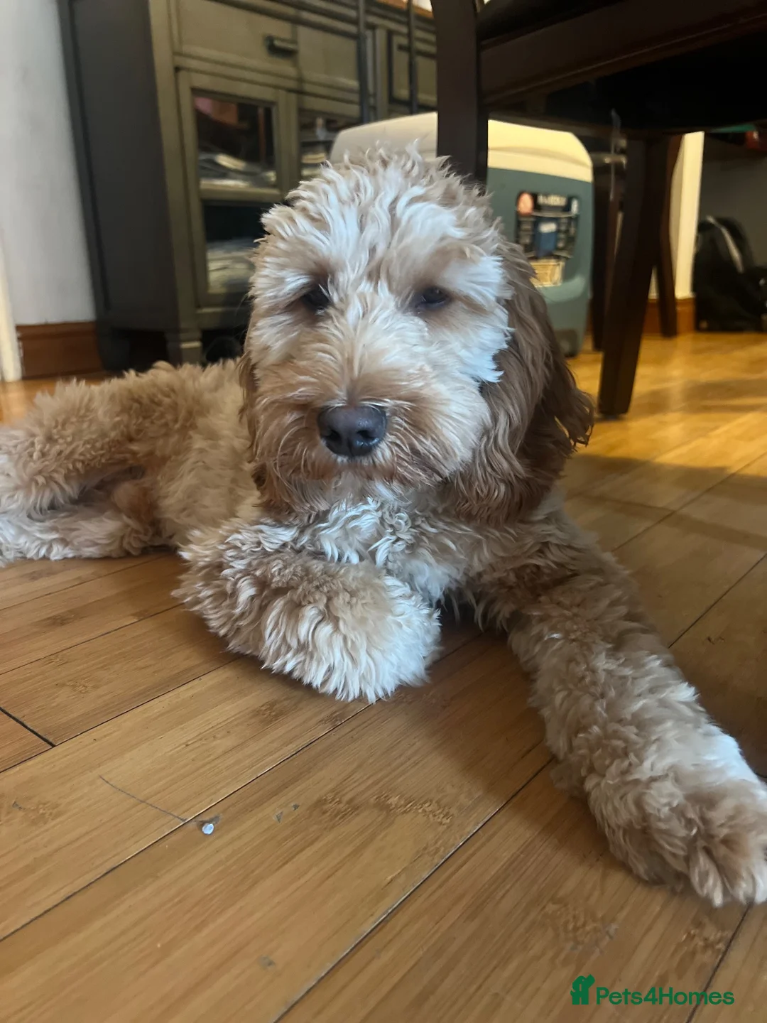 Cockapoo dogs for sale: Meet Teddy – Beautiful 1-Year-Old Cockapoo 🐾 in Romford - Advert 1