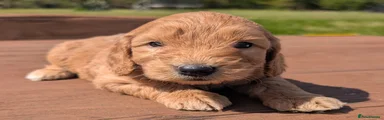Cockapoo Puppy 6