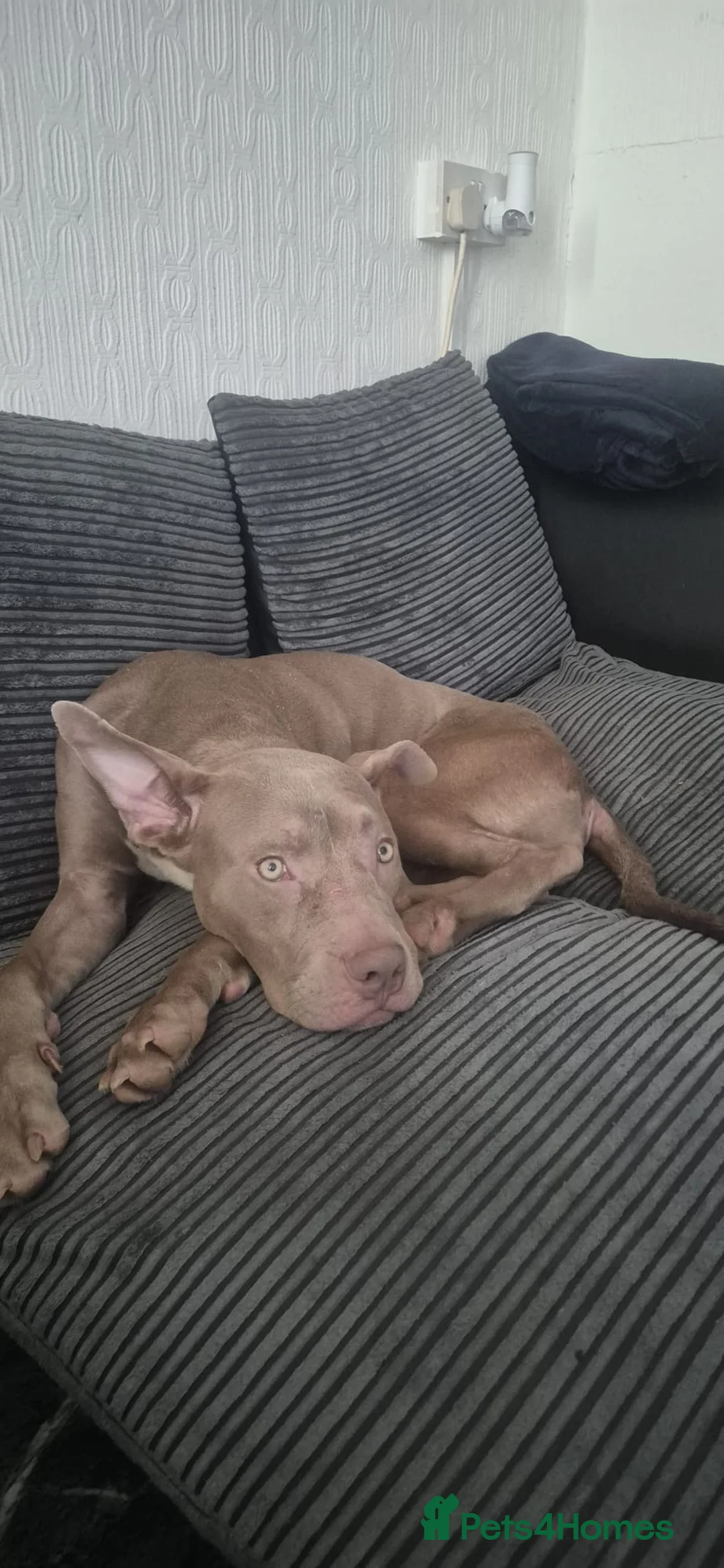Mixed Breed dogs for sale: 9 month old cane corso  ** tiff puppy in Castle Cary - Advert 5