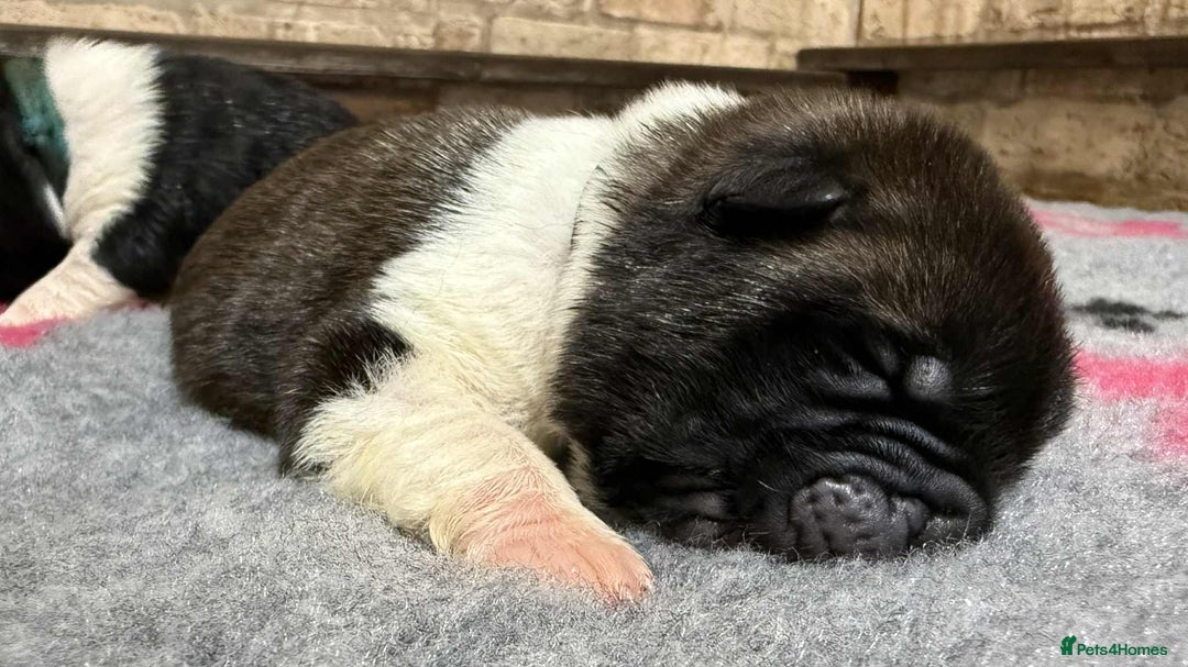 Akita dogs for sale: AMERICAN AKITA LOOKING FOR HOME - Advert 3