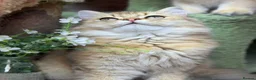 British Longhair cats for sale: Stunning British Longhair kittens  - Advert 8