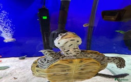 Terrapin reptiles for sale: 2 diamond back terrapins  - Image 11