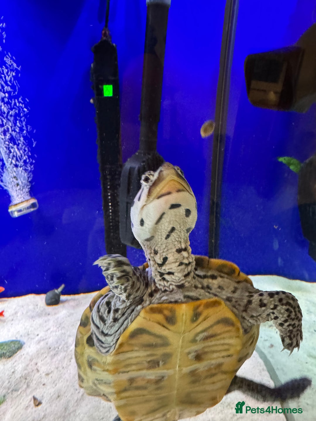 Terrapin reptiles for sale: 2 diamond back terrapins  - Image 11