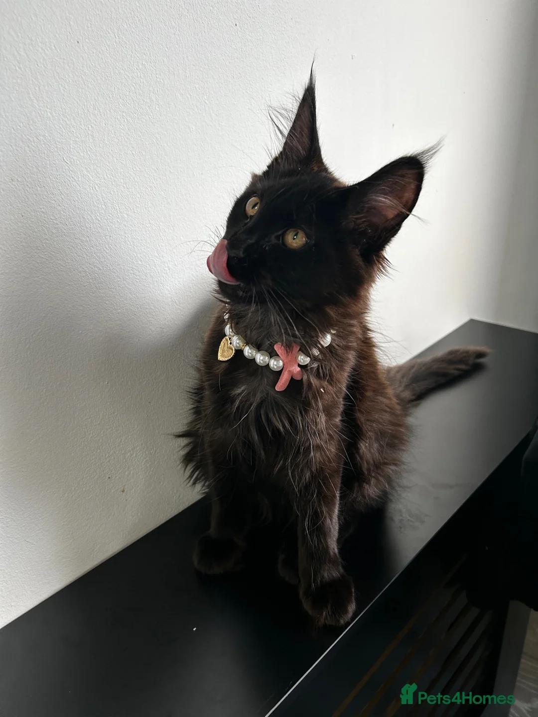 Maine Coon cats for sale: Maine Coon Tica registration full breed last girl  - Advert 2
