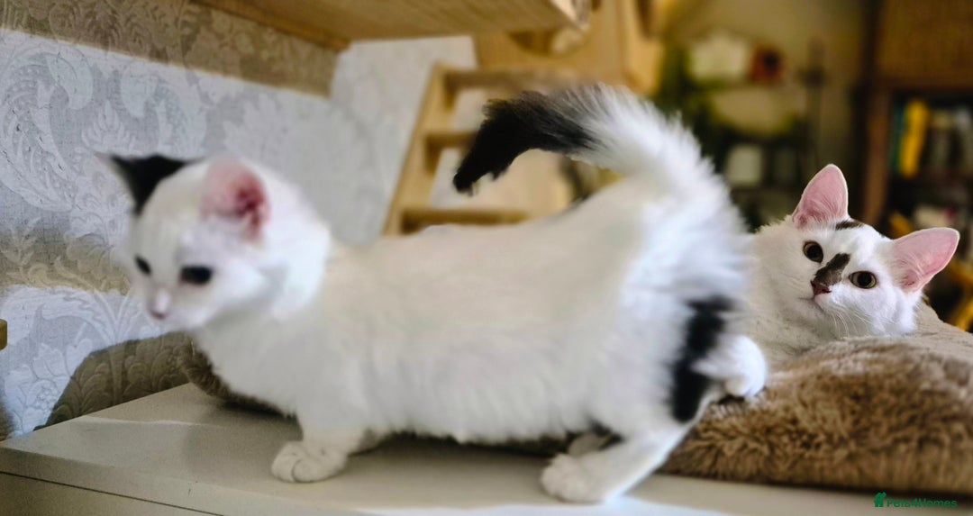 Munchkin cats for sale: Purebred TICA reg. Munchkin kittens ready to go  - Image 25