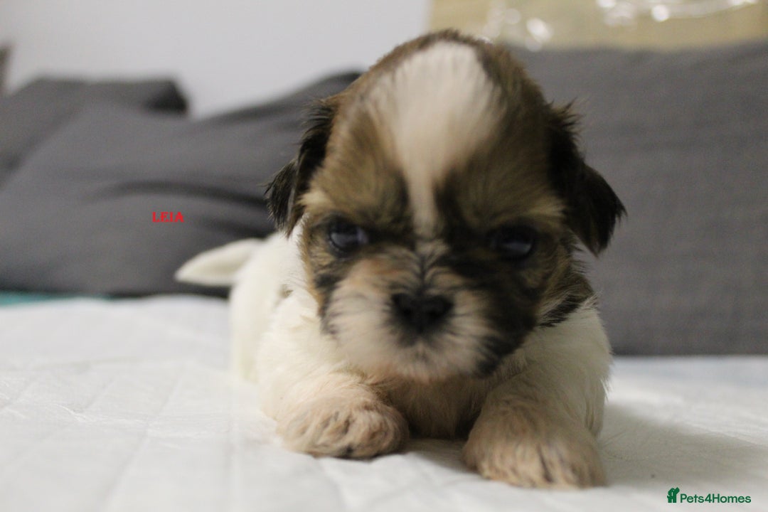 Shih Tzu dogs for sale: LOVELY SHIH TZU PUPPIES  - Image 10