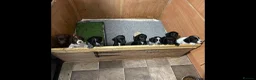 Sprocker dogs for sale: Working Sprocker pups for sale in Sheffield - Advert 11
