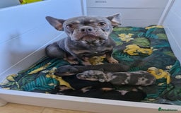 Mixed Breed dogs for sale: French bulldog X dashund puppies  - Image 1