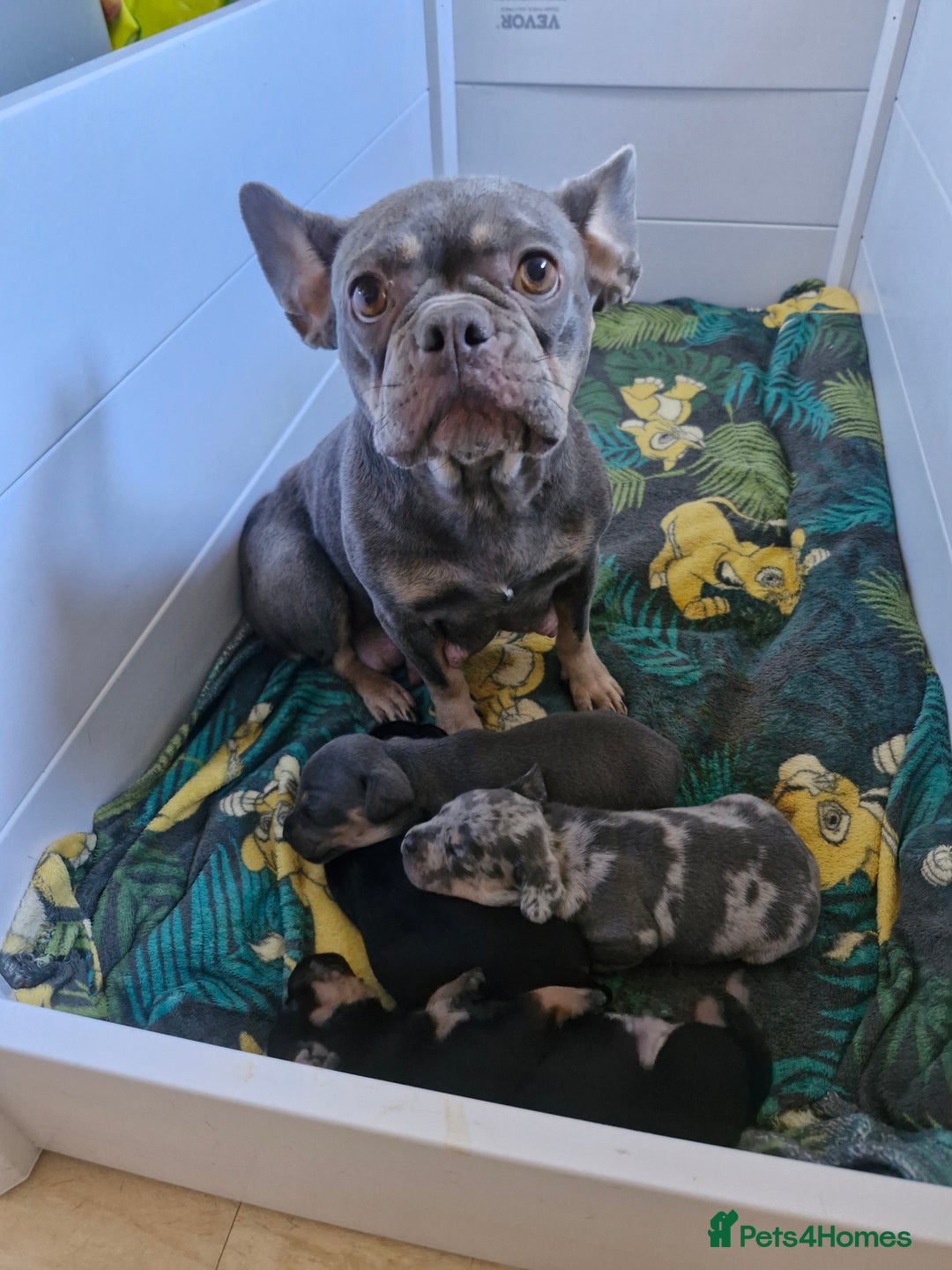 Mixed Breed dogs for sale: French bulldog X dashund puppies  - Image 1