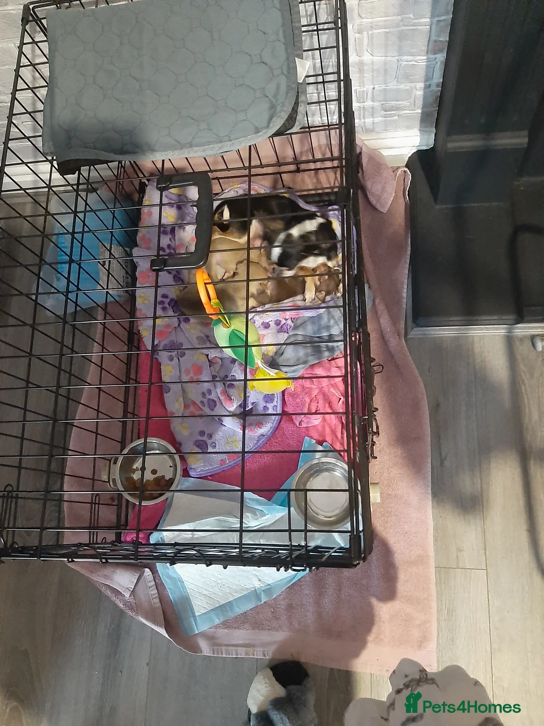 Chihuahua dogs for sale: Tiny Chihuahua puppy for sale  - Advert 2