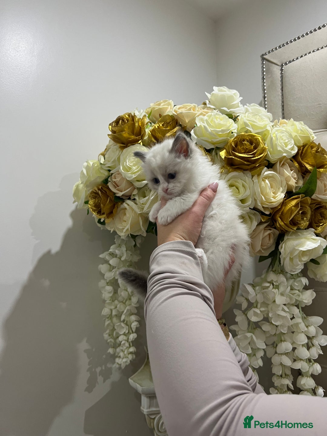 Ragdoll cats for sale: Gccf ragdoll kittens imperial grand champion lines - Advert 4