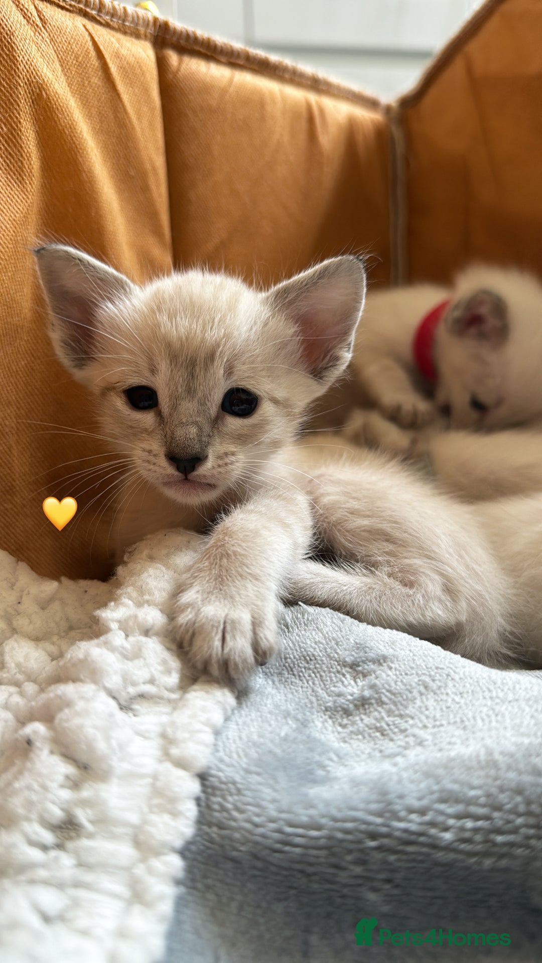 Ragdoll cats for sale: Ragdoll x Oriental kittens  - Image 5
