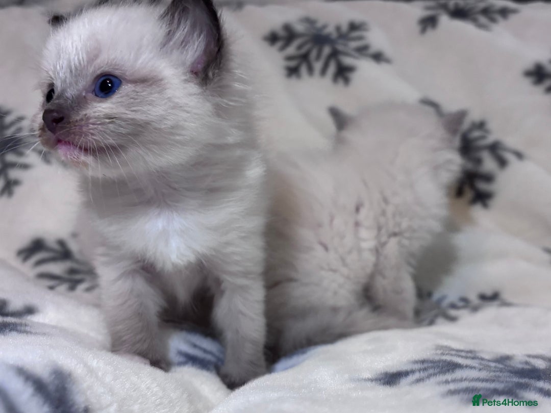 Ragdoll cats for sale: Gorgeous Ragdoll kittens 2 left ! - Advert 4