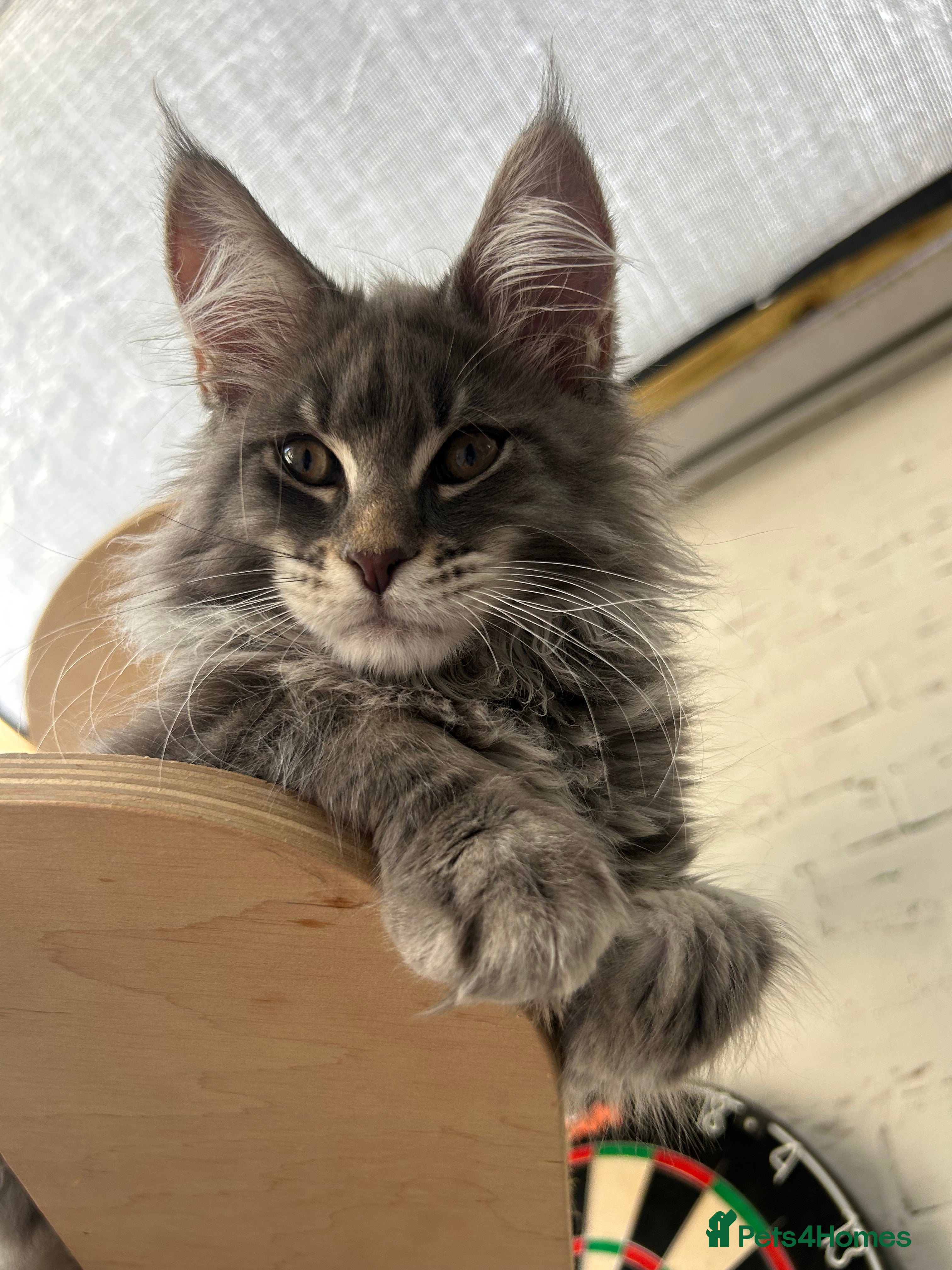 Maine Coon cats XXL Blue Maine Coon Kittens TICA Registered - Advert 2