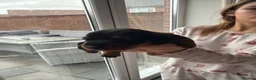 Miniature Dachshund dogs for sale: 5 beautiful mini dashounds  - Advert 2