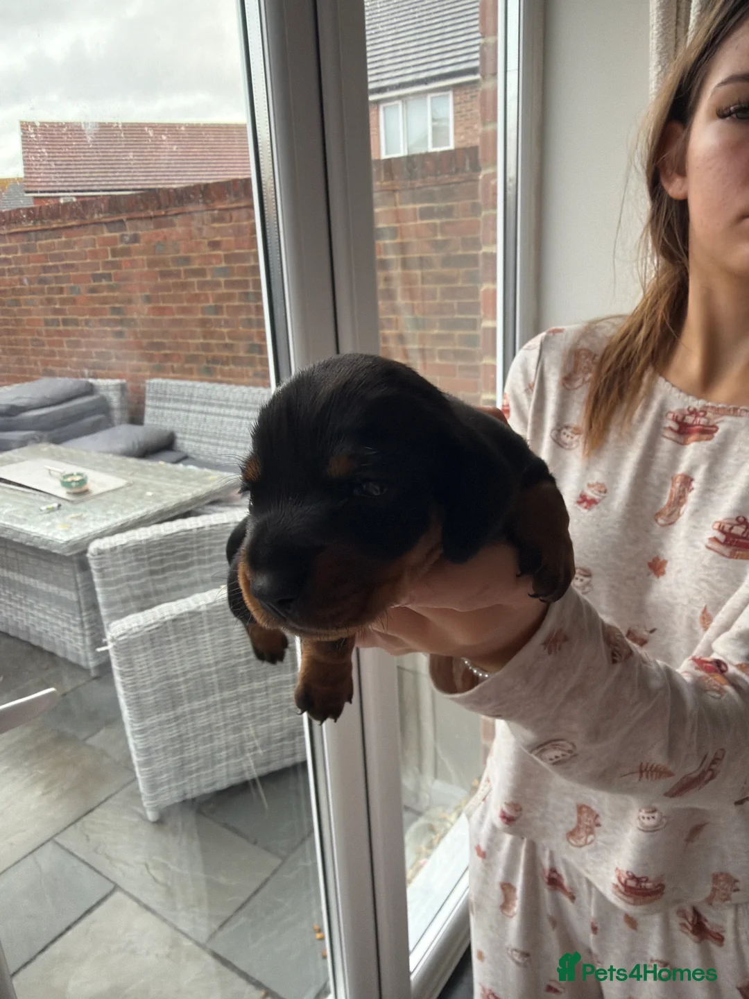 Miniature Dachshund dogs for sale: 5 beautiful mini dashounds  - Advert 2