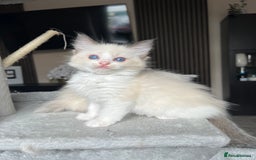 Ragdoll cats for sale: Registered Ragdoll kitttens for sale - Image 13