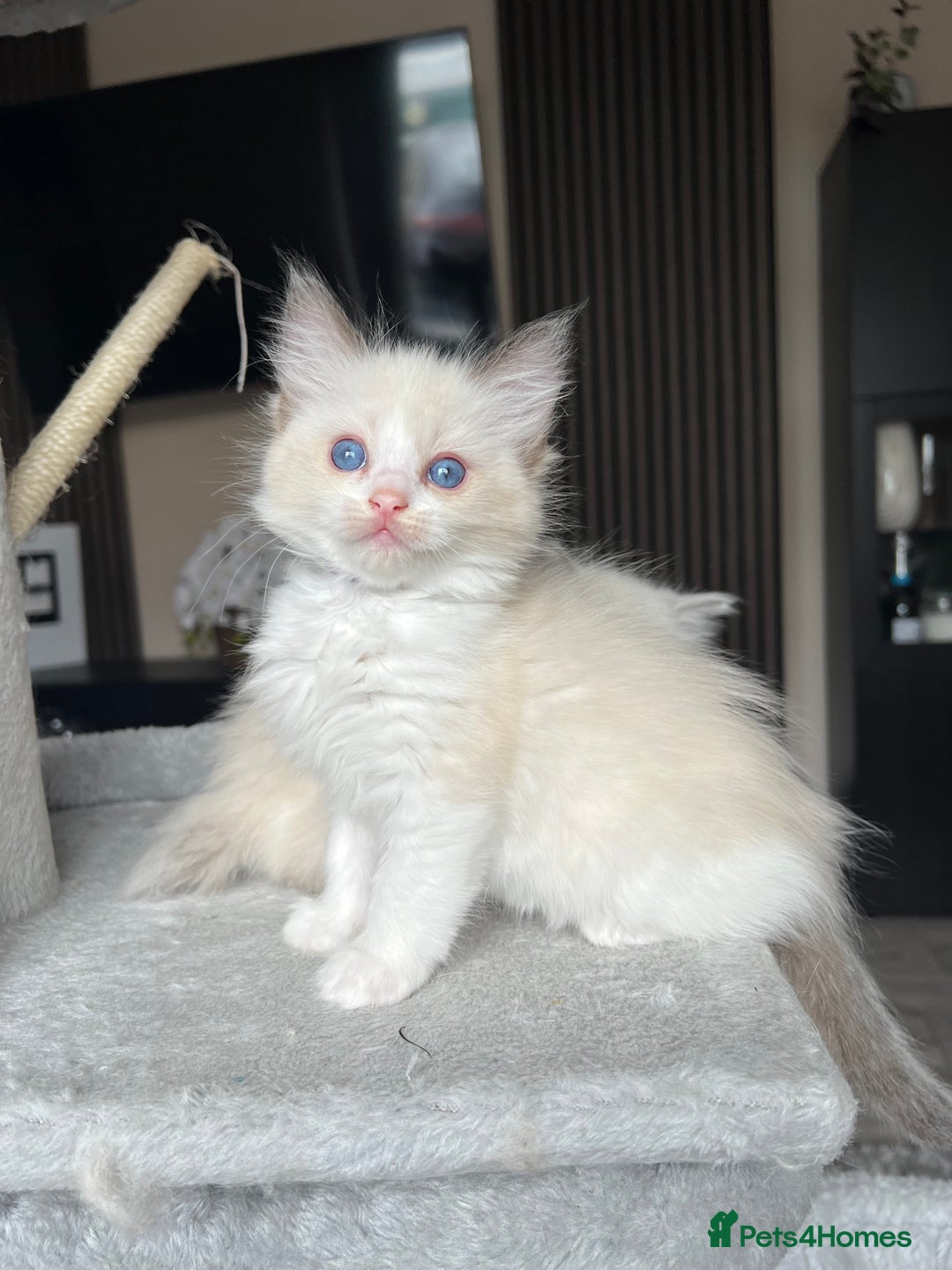 Ragdoll cats for sale: Registered Ragdoll kitttens for sale - Image 13