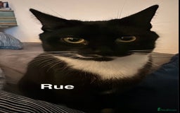 Mixed Breed cats for sale: Lovely cats for rehoming - Image 2