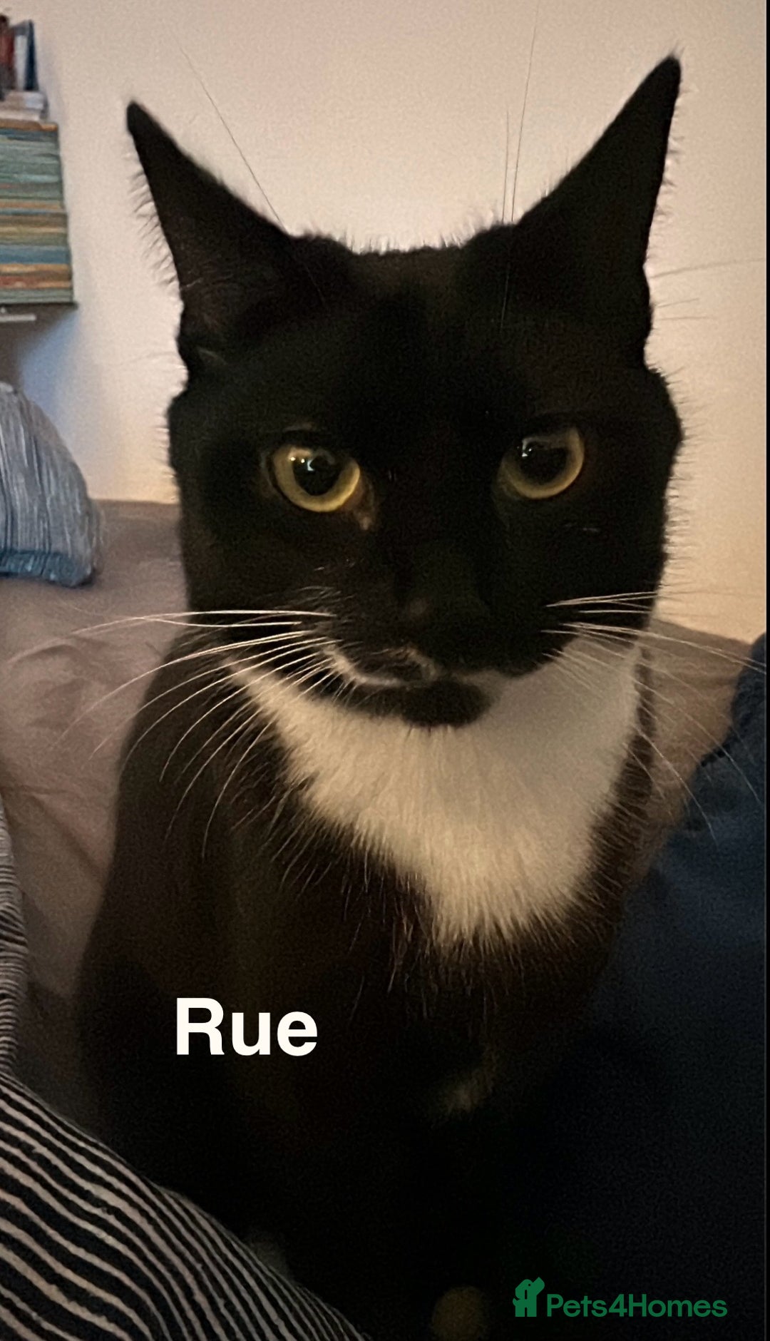 Mixed Breed cats for sale: Lovely cats for rehoming - Image 2