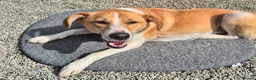 Mixed Breed dogs for adoption: Henry - In Ayr Looking for a home  - Advert 4
