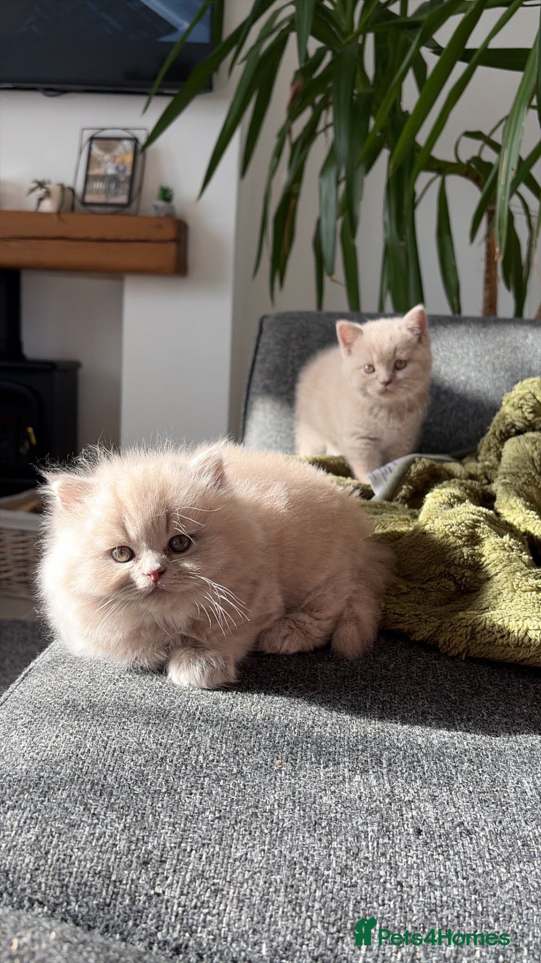 British Shorthair cats for sale: Ready to leave In 4 weeks - Advert 21