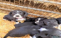 Mixed Breed dogs for sale: Collie x spaniel puppies - Image 6