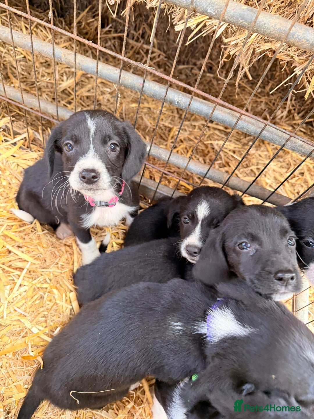 Mixed Breed dogs for sale: Collie x spaniel puppies - Image 6