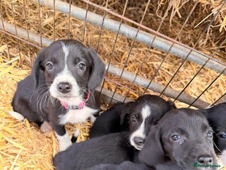 Mixed Breed dogs - Advert 7