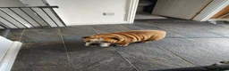 English Bulldog dogs for sale: English bulldog - 4 years old - Advert 3