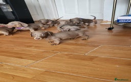 Dachshund dogs for sale: Isabella dachshunds puppies for sale! - Image 4