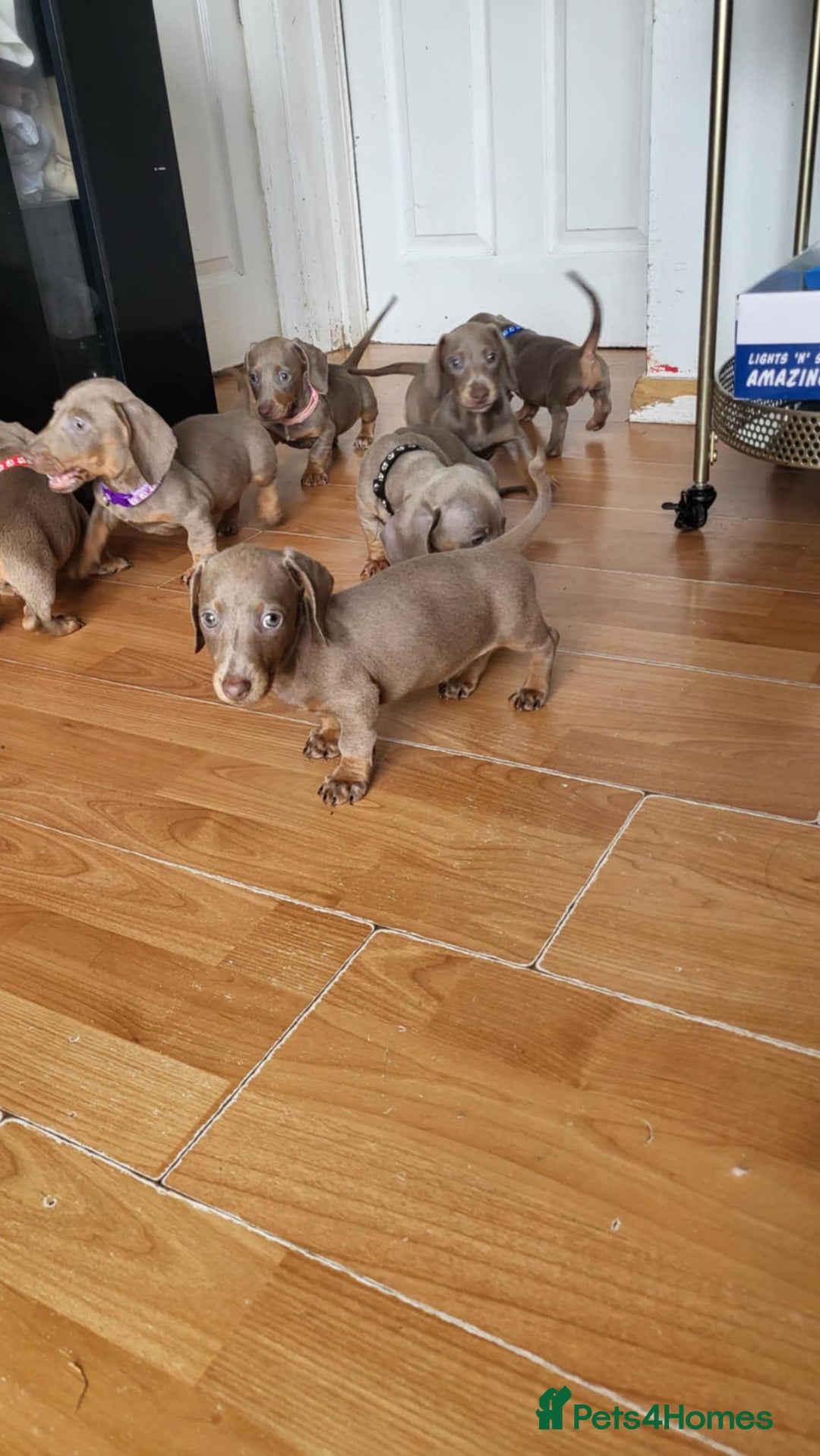Dachshund dogs for sale: Isabella dachshunds puppies for sale! - Image 4