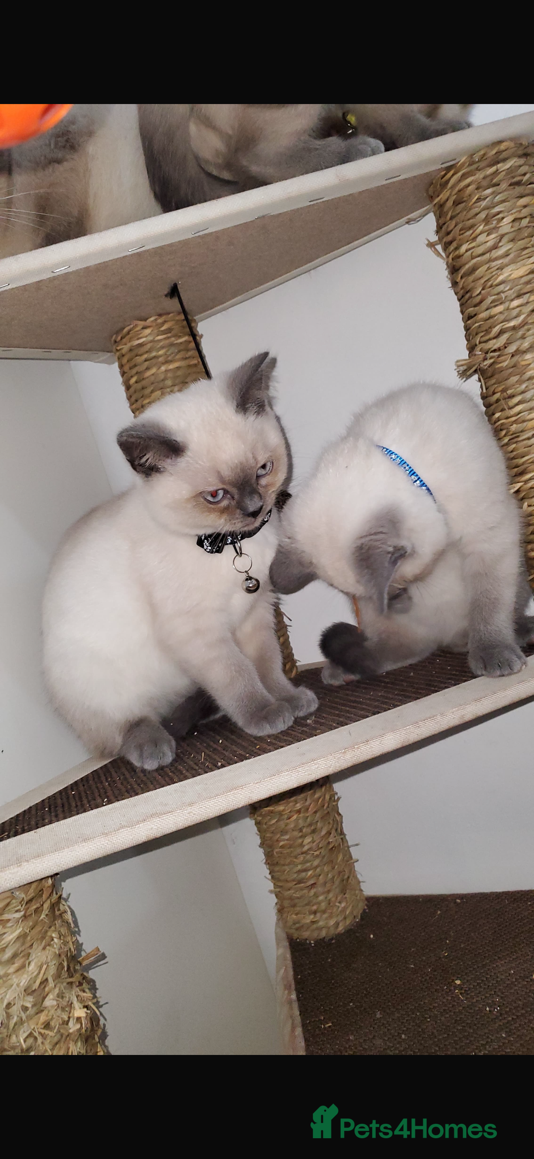 British Shorthair cats for sale: British shorthairs for sale - Advert 5