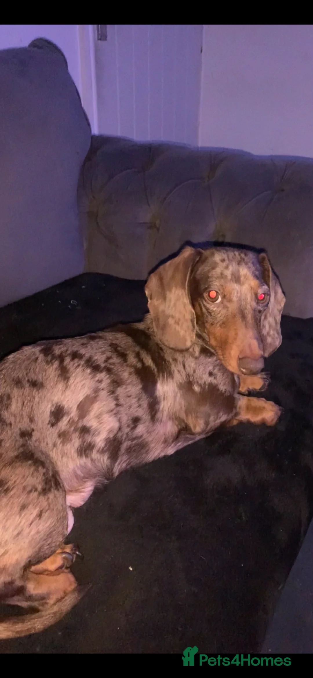 Dachshund dogs for sale:     Top Quality Dachshund Puppies - Advert 1