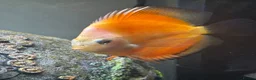 Discus fish for sale: Discus for sale - Advert 5