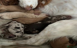 Miniature Poodle dogs for stud: 💥FOR STUD💥 CHOC MERLE PHANTOM MIN POODLE in Doncaster - Image 16