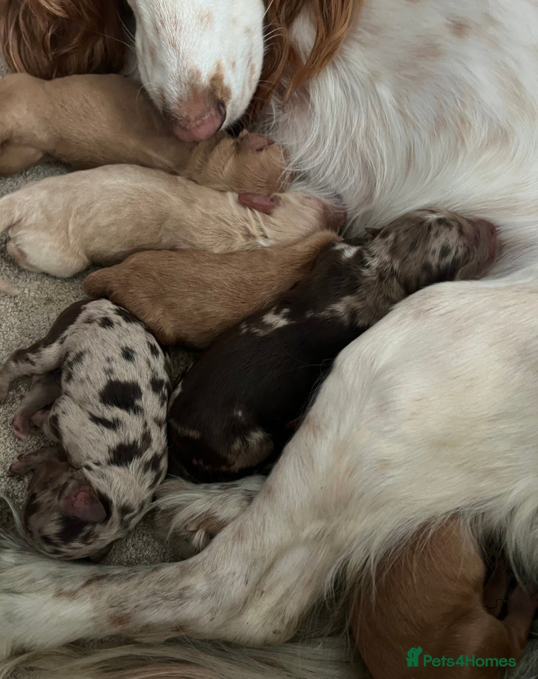 Miniature Poodle dogs for stud: 💥FOR STUD💥 CHOC MERLE PHANTOM MIN POODLE in Doncaster - Image 16