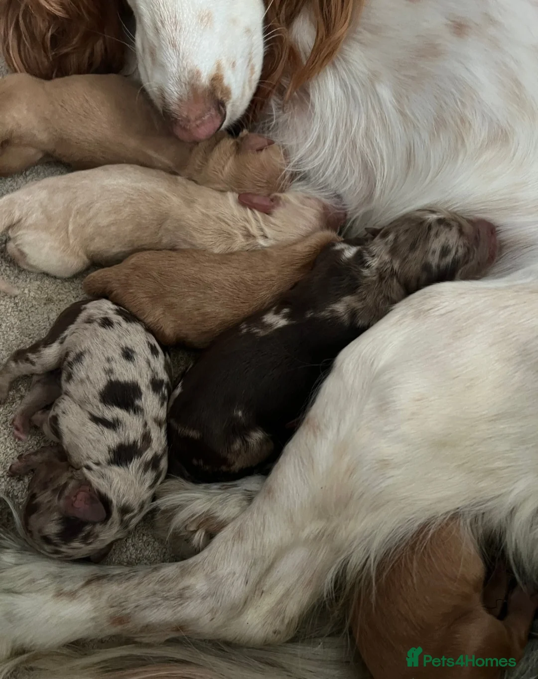 Miniature Poodle dogs for stud: 💥FOR STUD💥 CHOC MERLE PHANTOM MIN POODLE in Doncaster - Advert 7