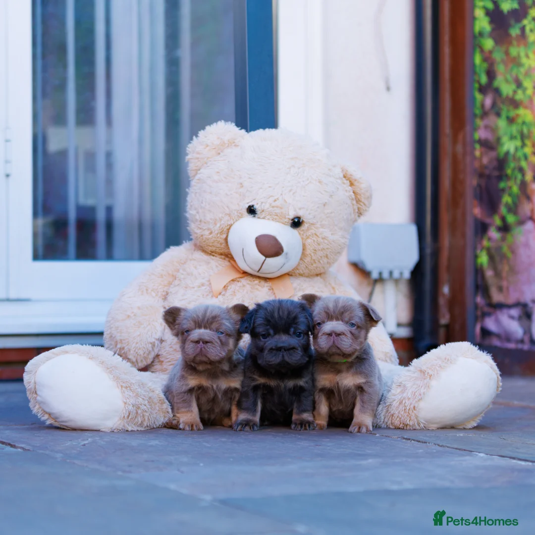 French Bulldog dogs for sale: TOP QUALITY FLUFFY FRENCH BULLDOG PUPPIES - Advert 1