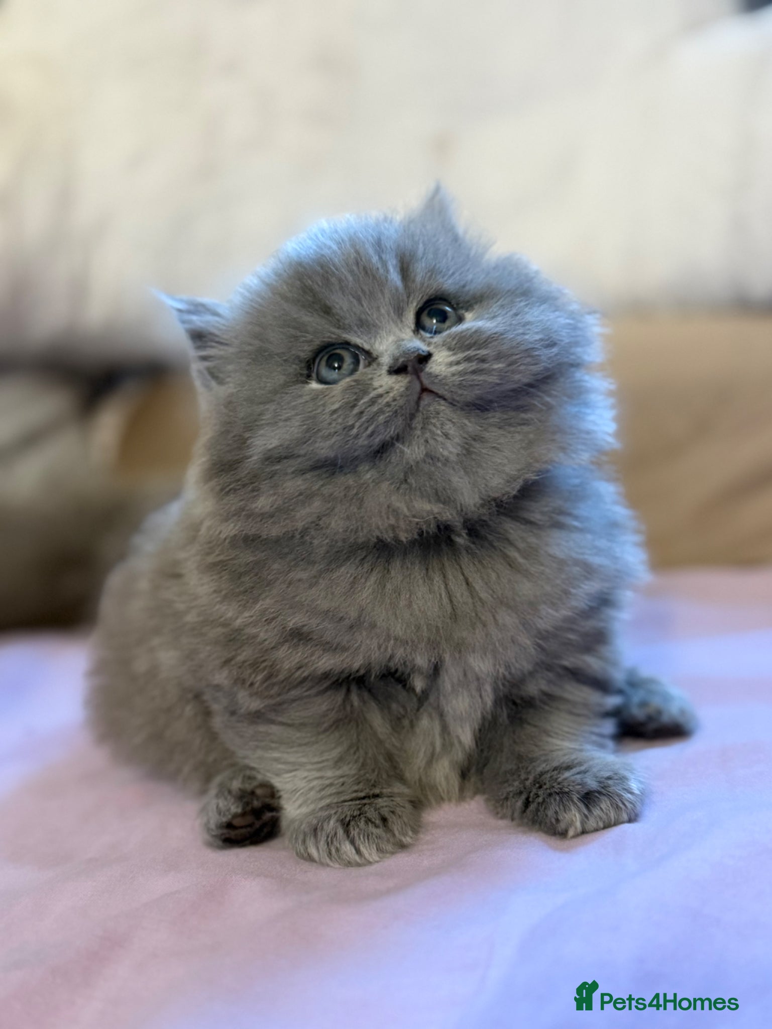 British Shorthair cats GCCF BSH & BSL show quality Champions - Advert 2