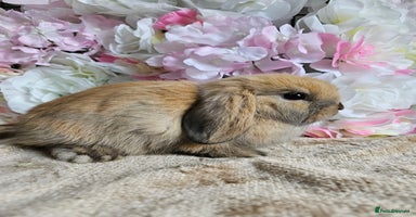 Mini Lop rabbits - Advert 15