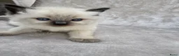 Ragdoll cats for sale: 🏆gccf(GRCH mum)male ragdoll kitten  🥇🐾 - Advert 19