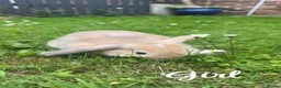 Mini Lion Lop rabbits for sale: Beautiful fluffy baby bunnies in Durham - Advert 6
