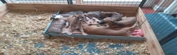 Mixed Breed dogs for sale: Lurcher  - Advert 2