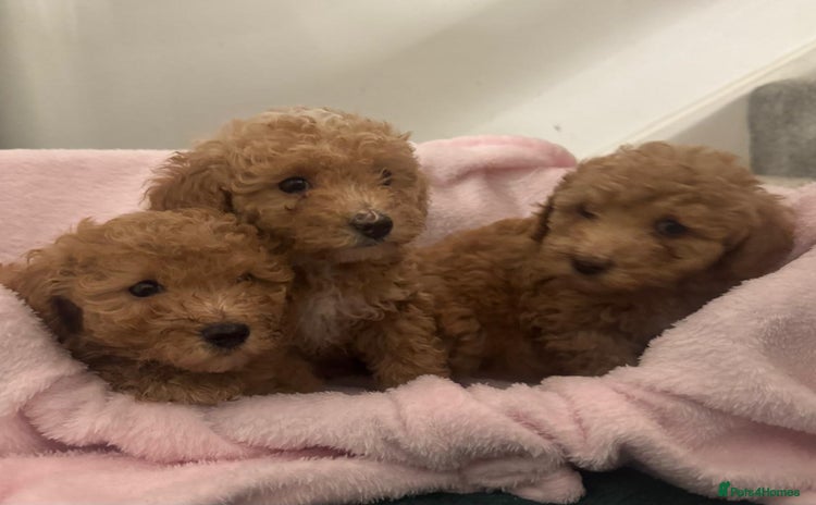 Miniature Poodle dogs - Advert 2