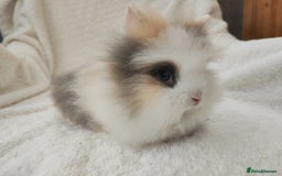 Lionhead rabbits for sale: Mini lion head, double mane, full face in Boston - Image 5